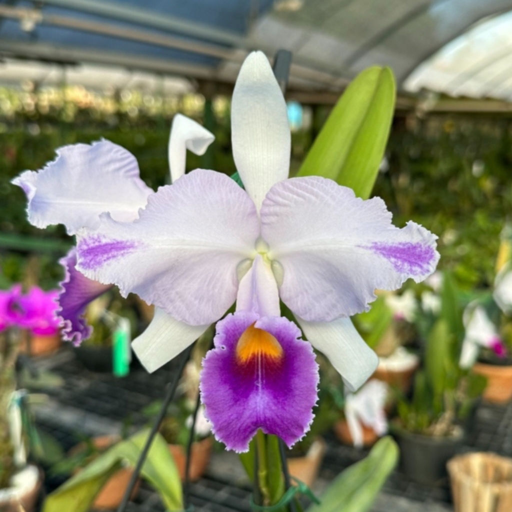 Cattleya trianae coerulea flamea (Heitor x majestade) 
