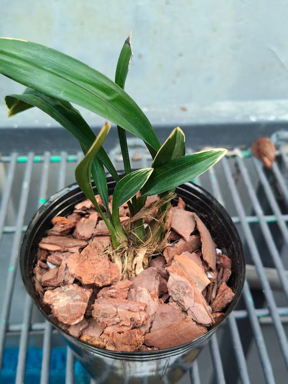 Thumbnail: Cymbidium ensifolium dwarf '达磨冠' (Dharma Crown)