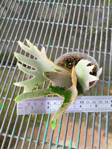 P.willinckii ’Nano’ spore 2204 P.willinckii 'Nano' spore 2204 P. Willinckii Spore