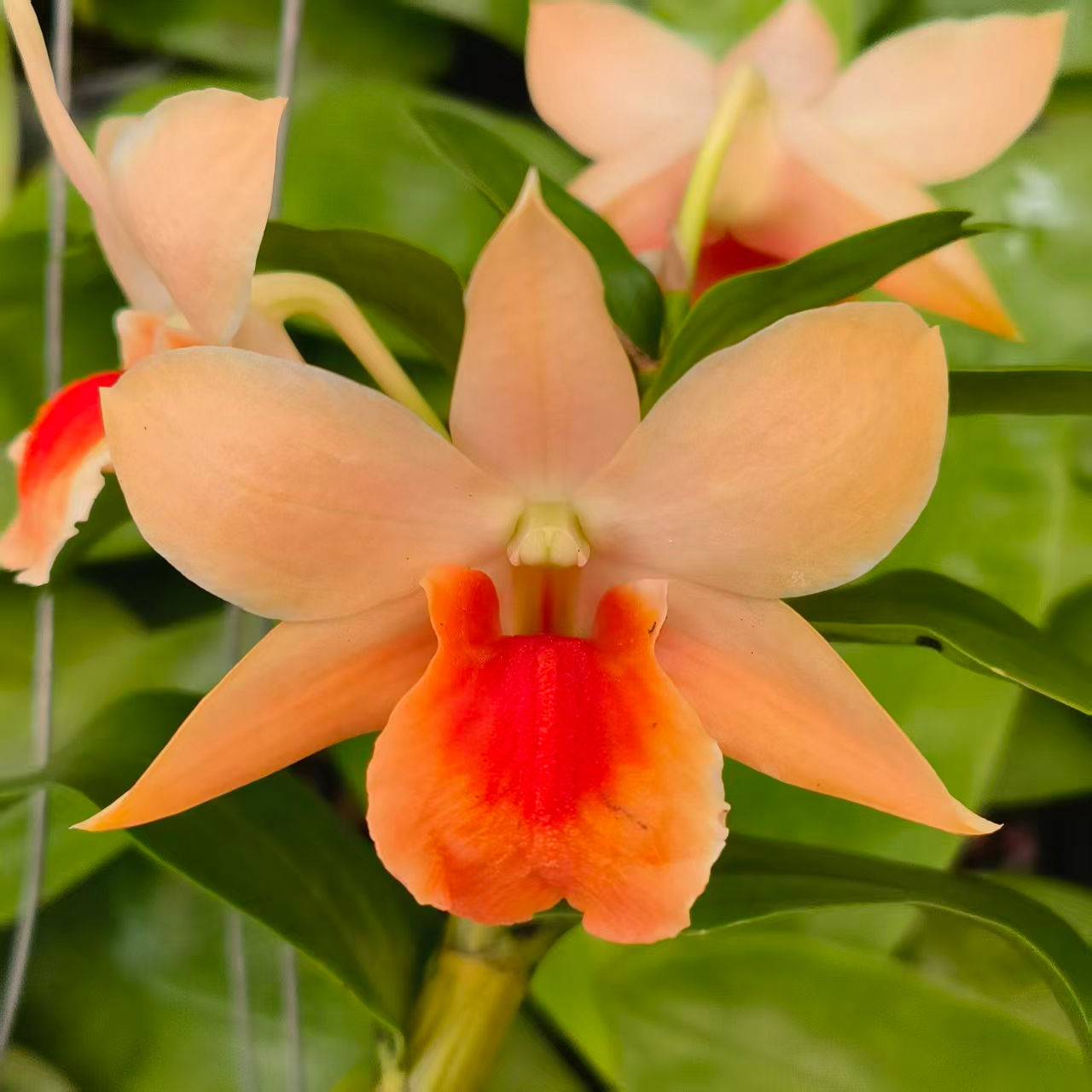 Dendrobium Sophia Ang 'Orange'