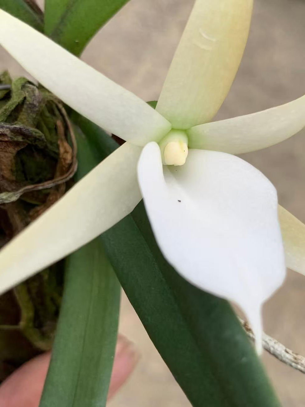 Thumbnail: Angraecum elephantinum