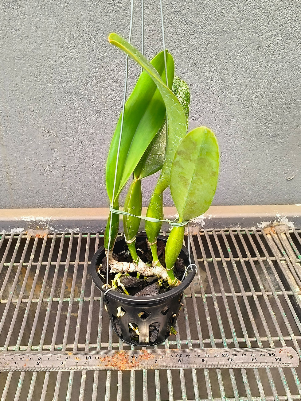 Thumbnail: Cattleya trianae 'Jungle Feather' JC/AOS