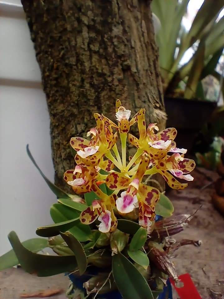 Thumbnail: Acriopsis densiflora