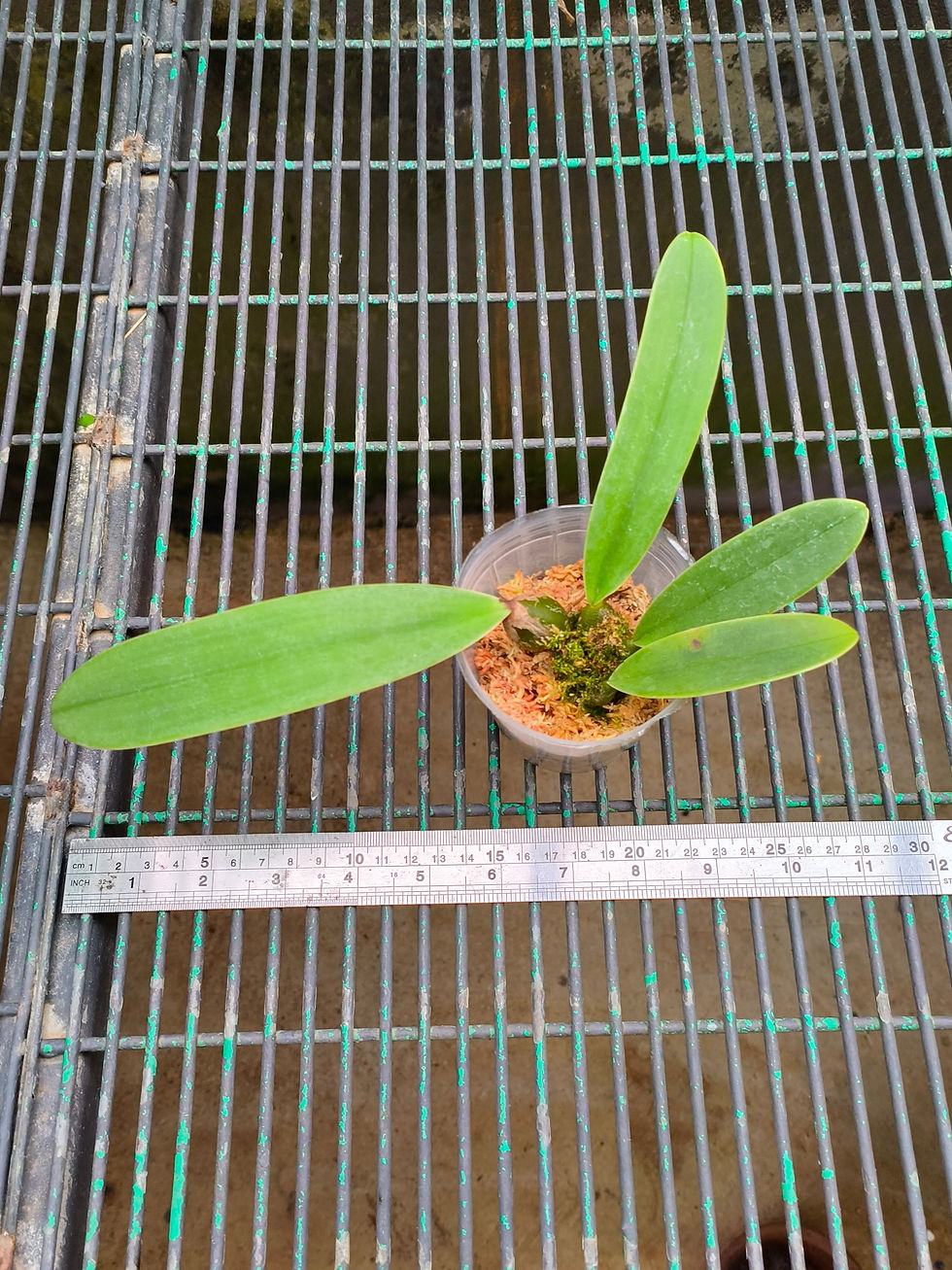 Thumbnail: Bulbophyllum fletcherianum