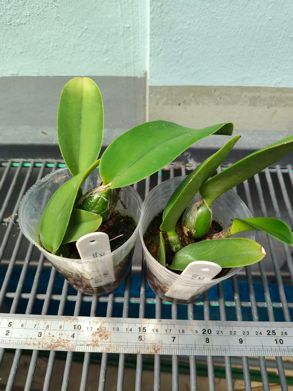 Thumbnail: Cattleya walkeriana tipo escura ('Luar' x 'Radioativa')