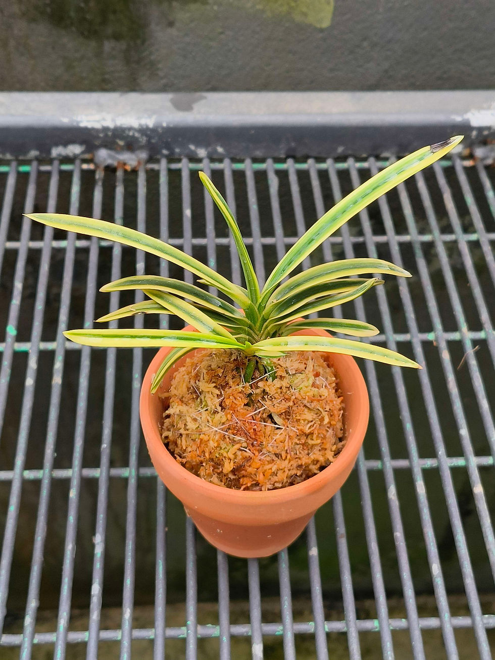 Thumbnail: Neofinetia falcata 'Surugafukurin' 駿河覆輪