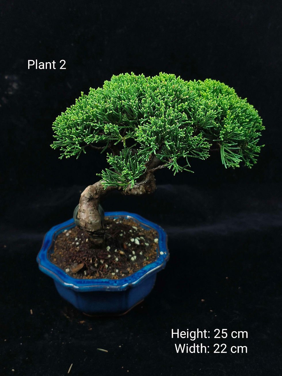 Thumbnail: Juniperus chinensis (Japanese Itoigawa Shimpaku 日本糸魚川真柏)