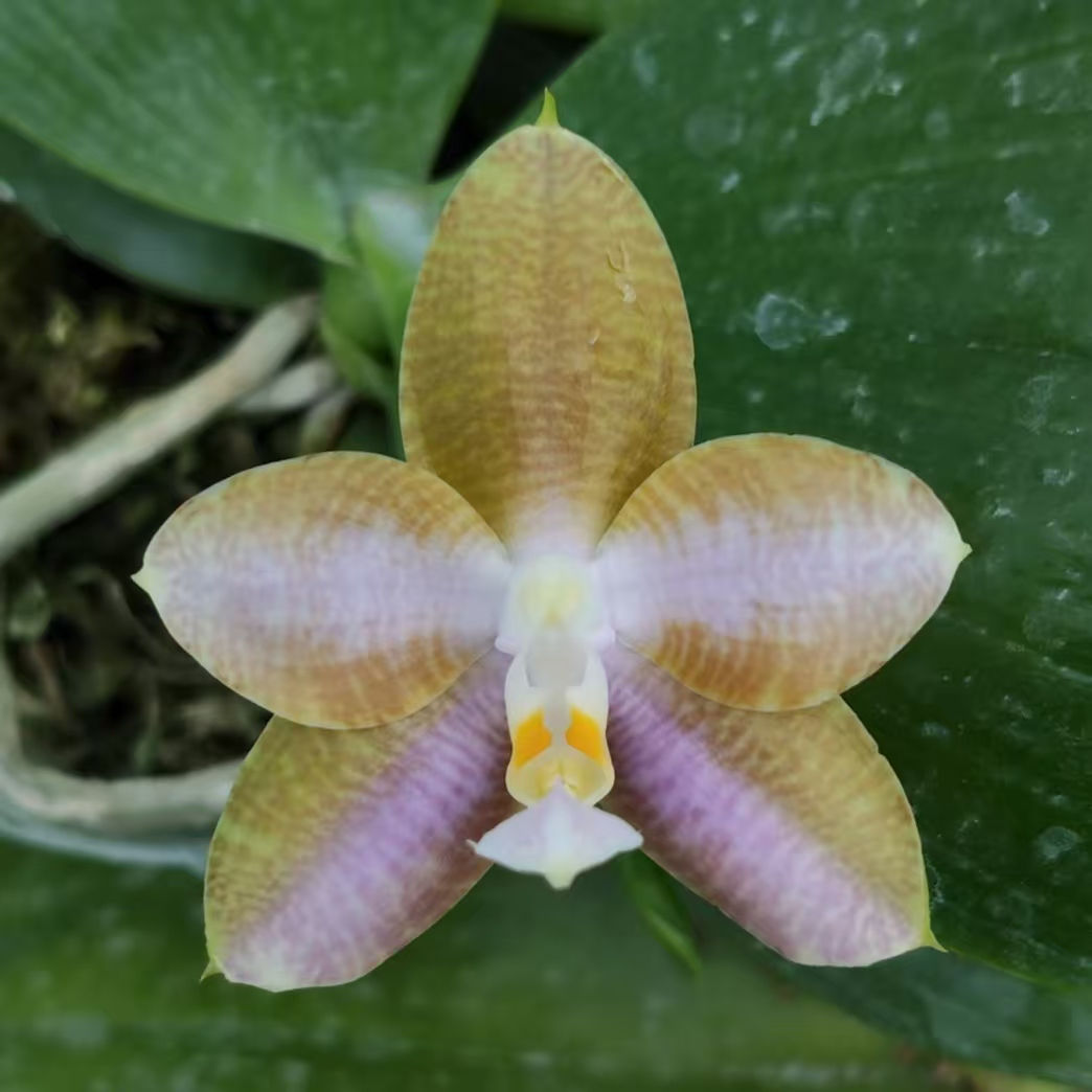 Phalaenopsis Mituo Poison Dart Frog