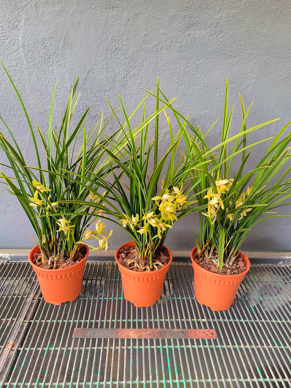 Thumbnail: Cymbidium ensifolium variegated '小桃红'