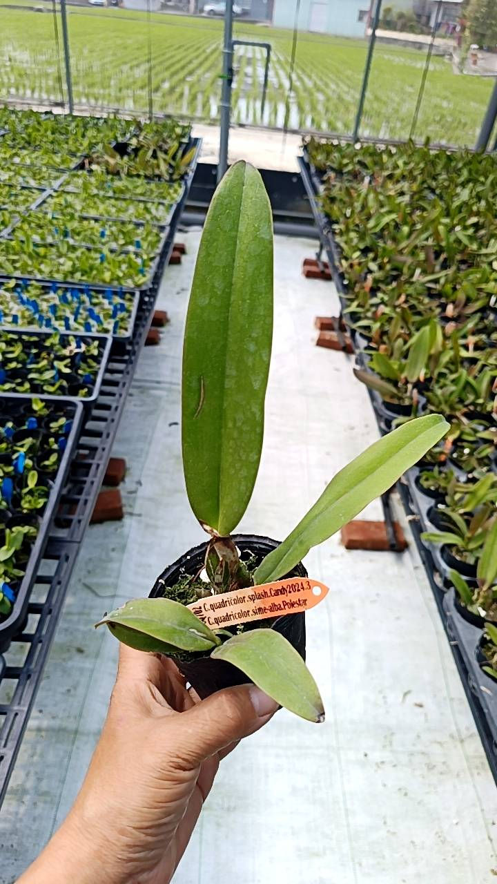 Thumbnail: Cattleya quadricolor 'splash' X semi-alba