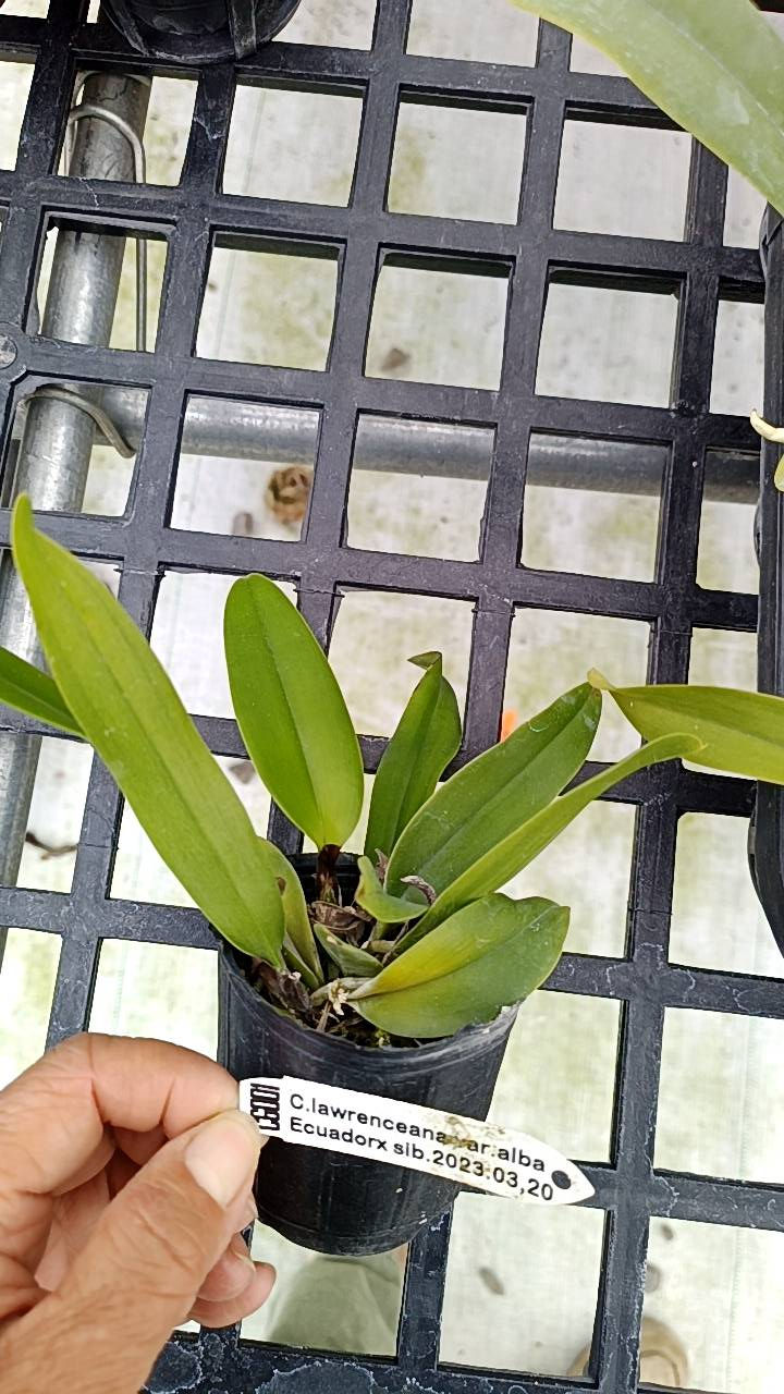 Thumbnail: Cattleya lawrenceana albascens X self