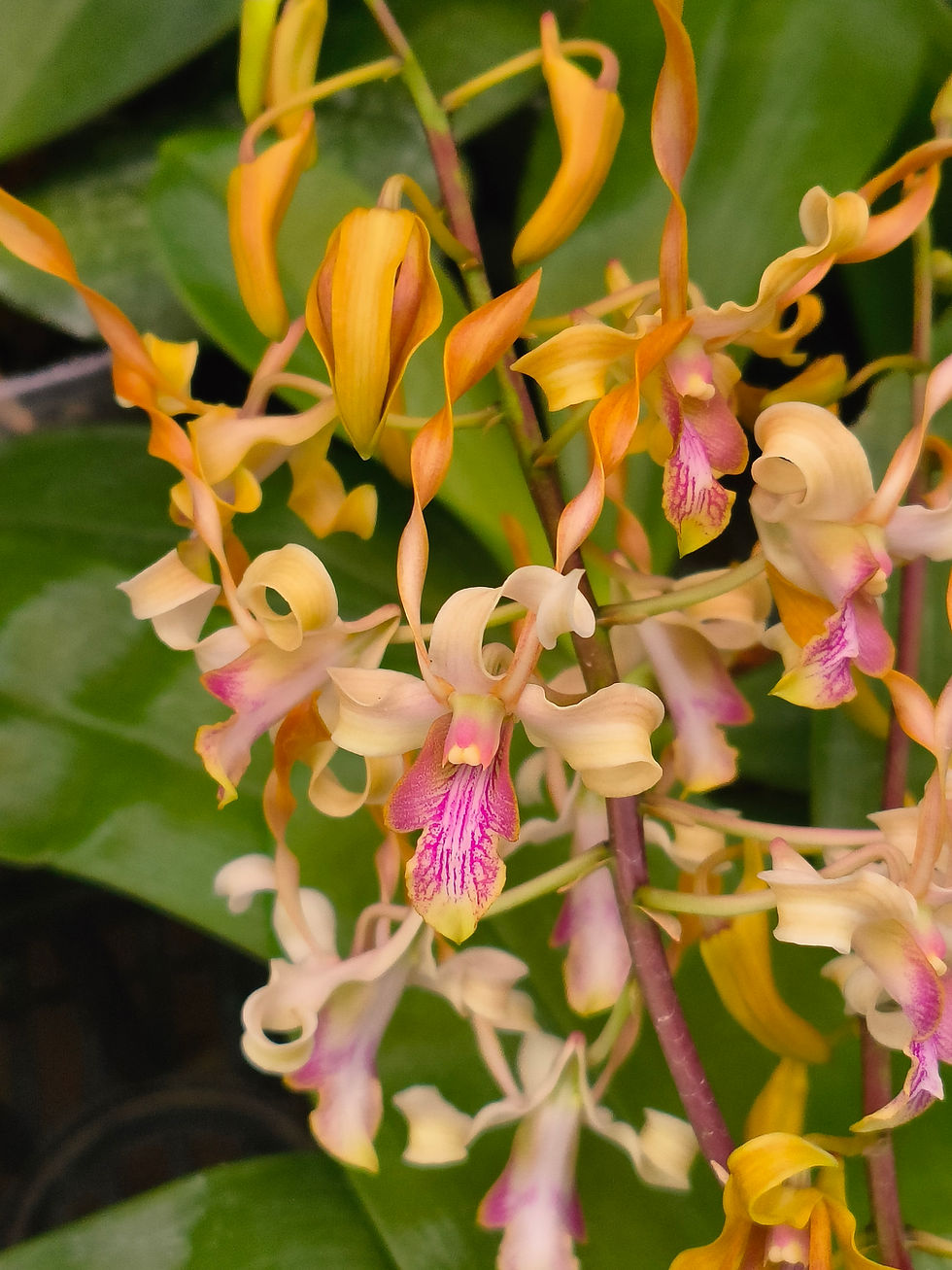 Thumbnail: Dendrobium Jairak Helix