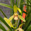 Thumbnail: Cymbidium ensifolium variegated '小桃红'