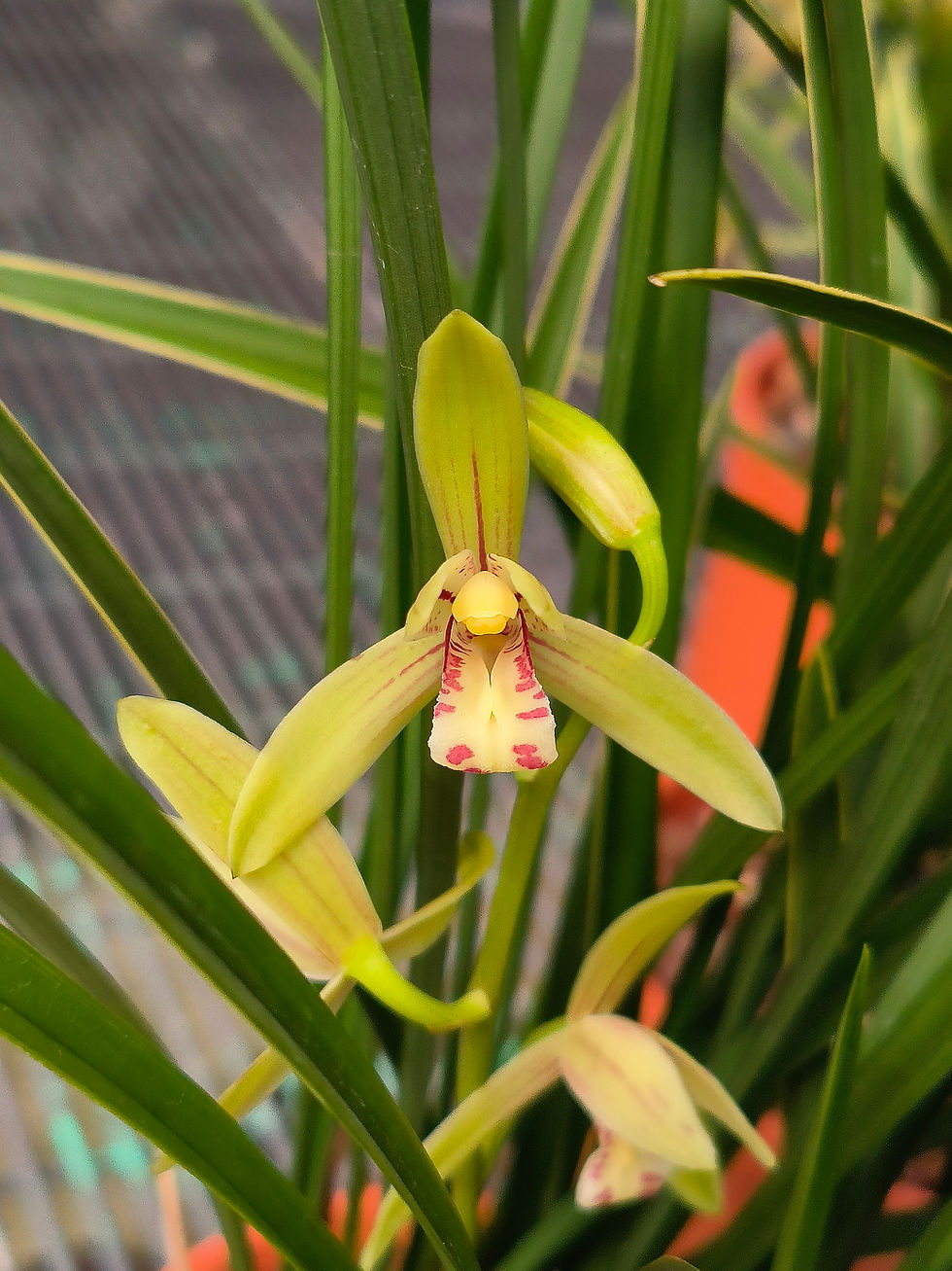 Thumbnail: Cymbidium ensifolium variegated '小桃红'