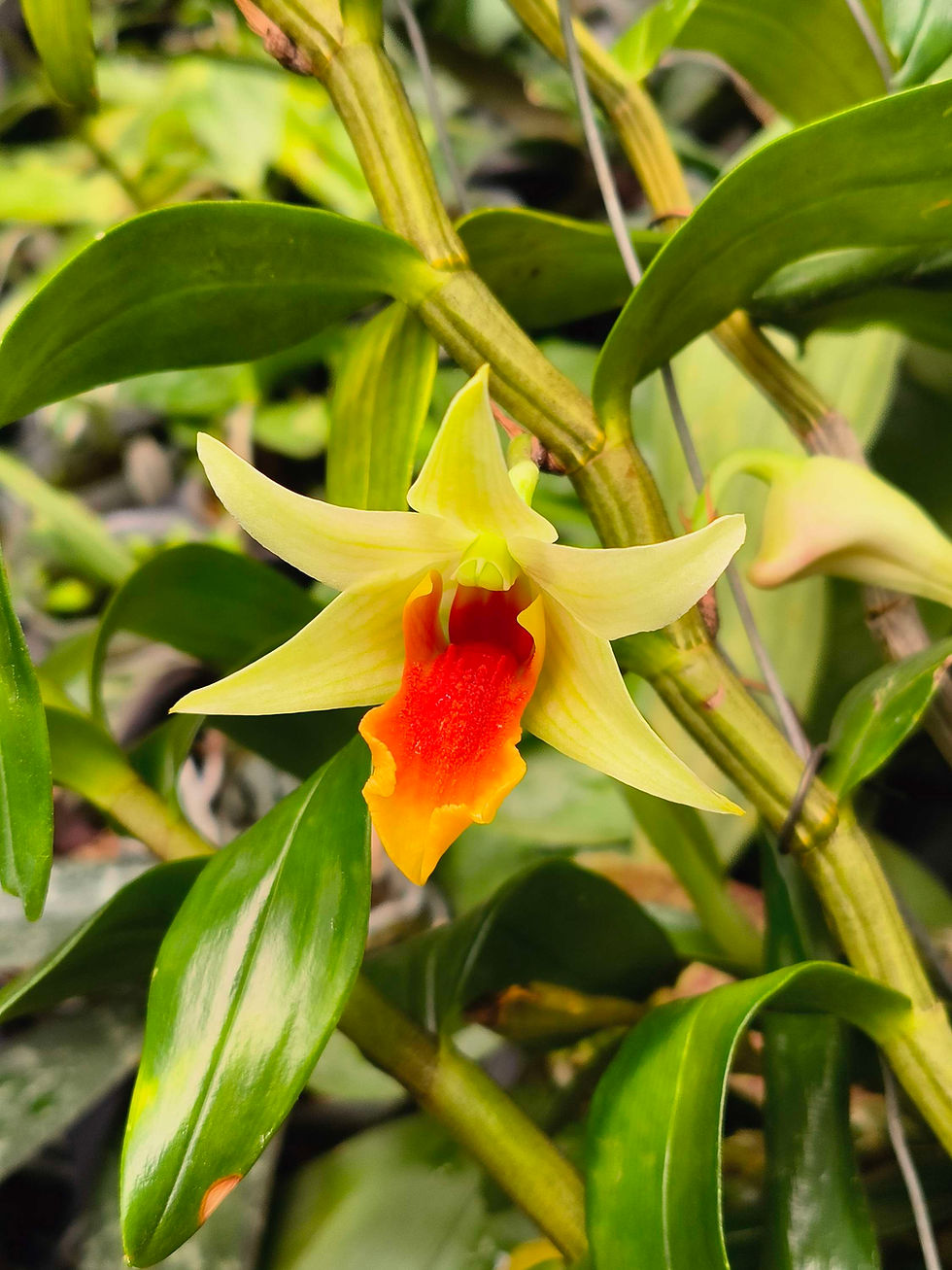 Thumbnail: Dendrobium Jiaho Delight 'green'
