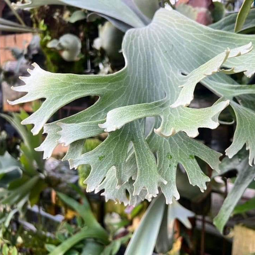 Platycerium Ginka (TC) (Geisha) | website