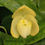 Thumbnail: Paphiopedilum concolor alba 'selected'