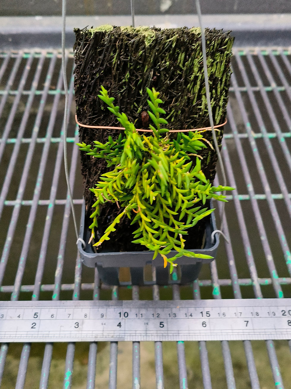 Thumbnail: Dendrobium subulatum 