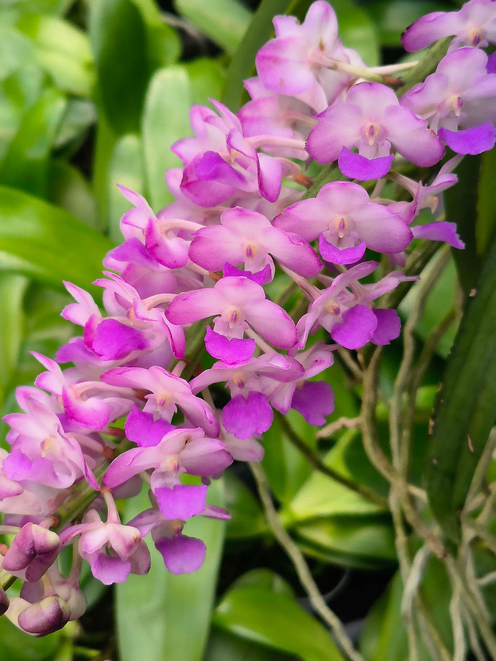 Thumbnail: Rhynchostylis retusa x coelestis 