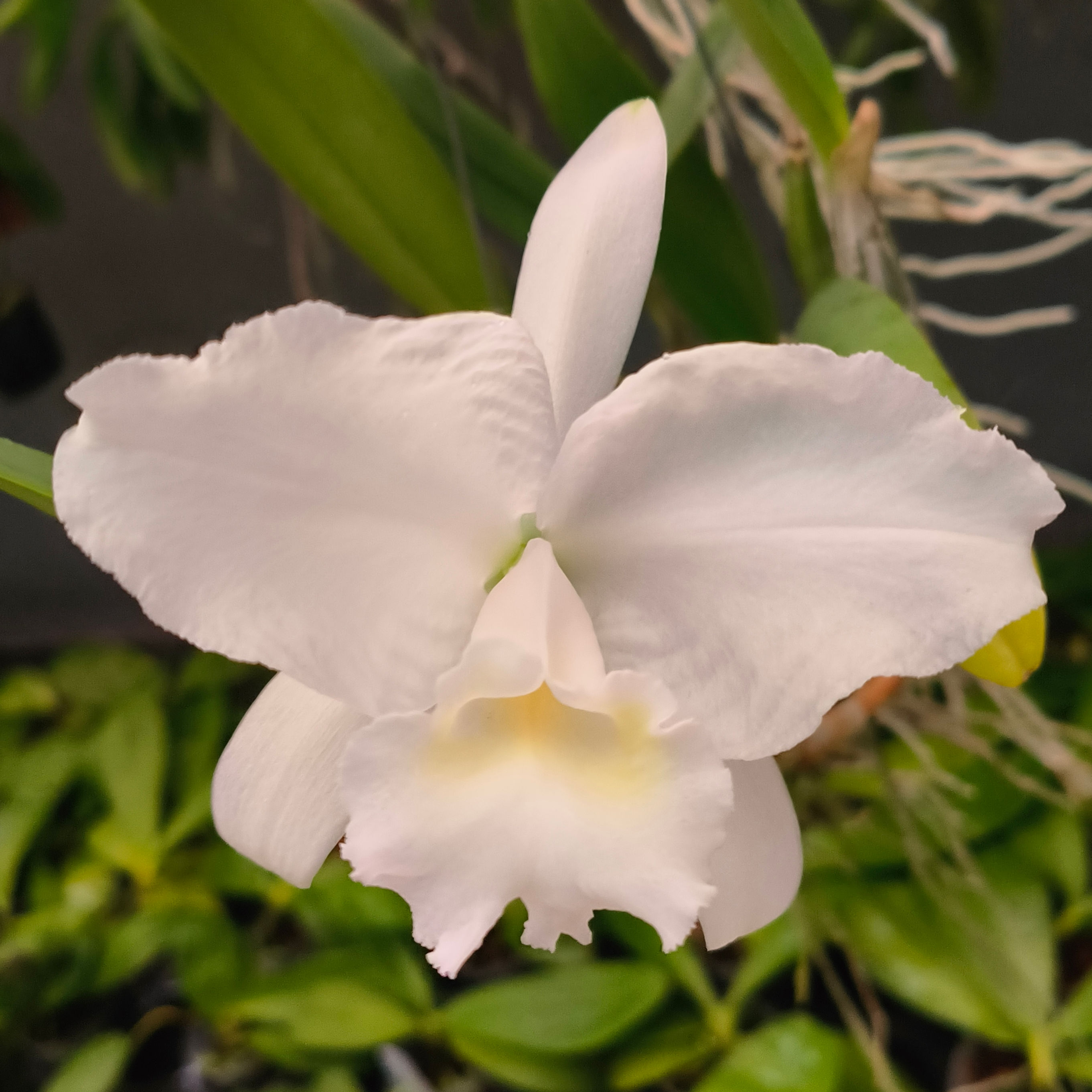 Cattleya lueddemanniana alba 'cavacano' x 'angel'