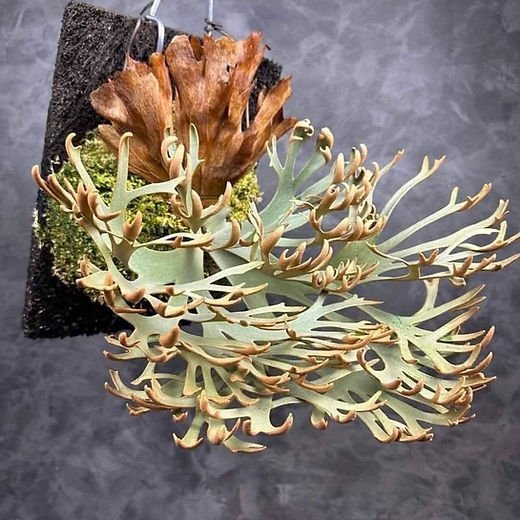 Platycerium willinckii 'OMG' | website