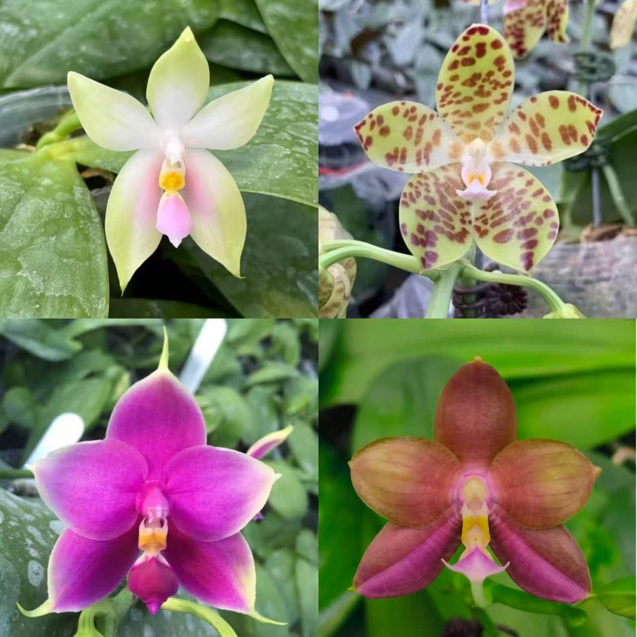 (4 for $50) Phalaenopsis species and hybrids