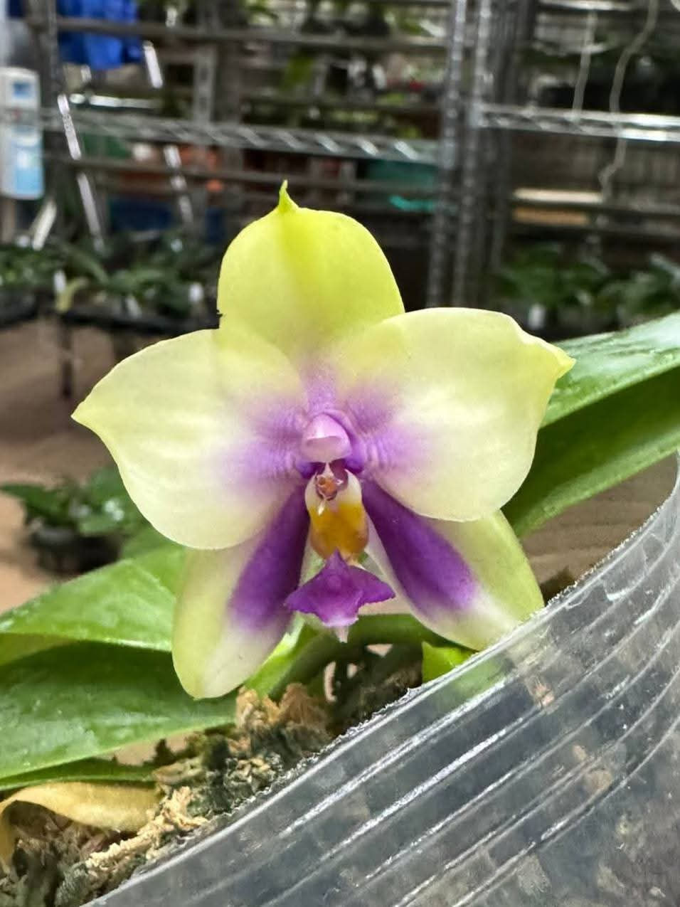 Thumbnail: Phalaenopsis bellina 'Green Peony' x 'Blue Eyes'