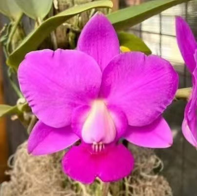 Cattleya walkeriana tipo escura ('Luar' x 'Radioativa')