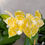 Thumbnail: Phalaenopsis KS Super Zebra 'Golden Zebra' 
