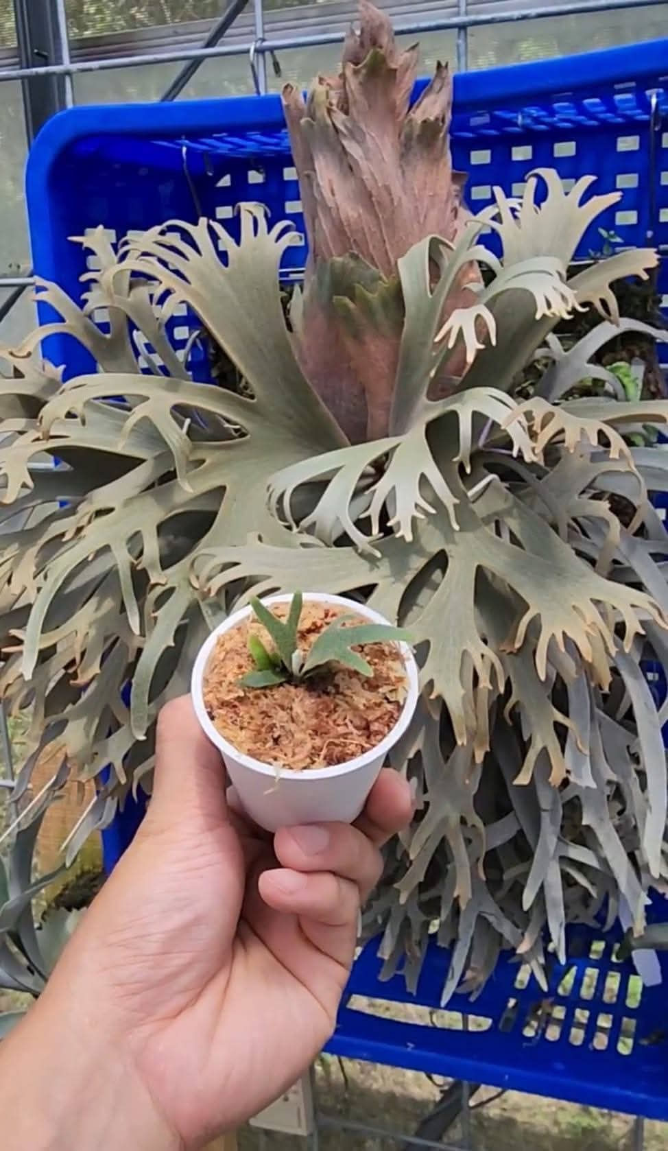 P. willinckii ’Jenny’ TC 2132 P. willinckii 'Jenny' TC 2132 Platycerium willinckii