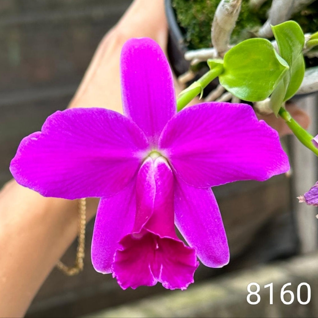 Laelia pumila rubra 'Hell' OA