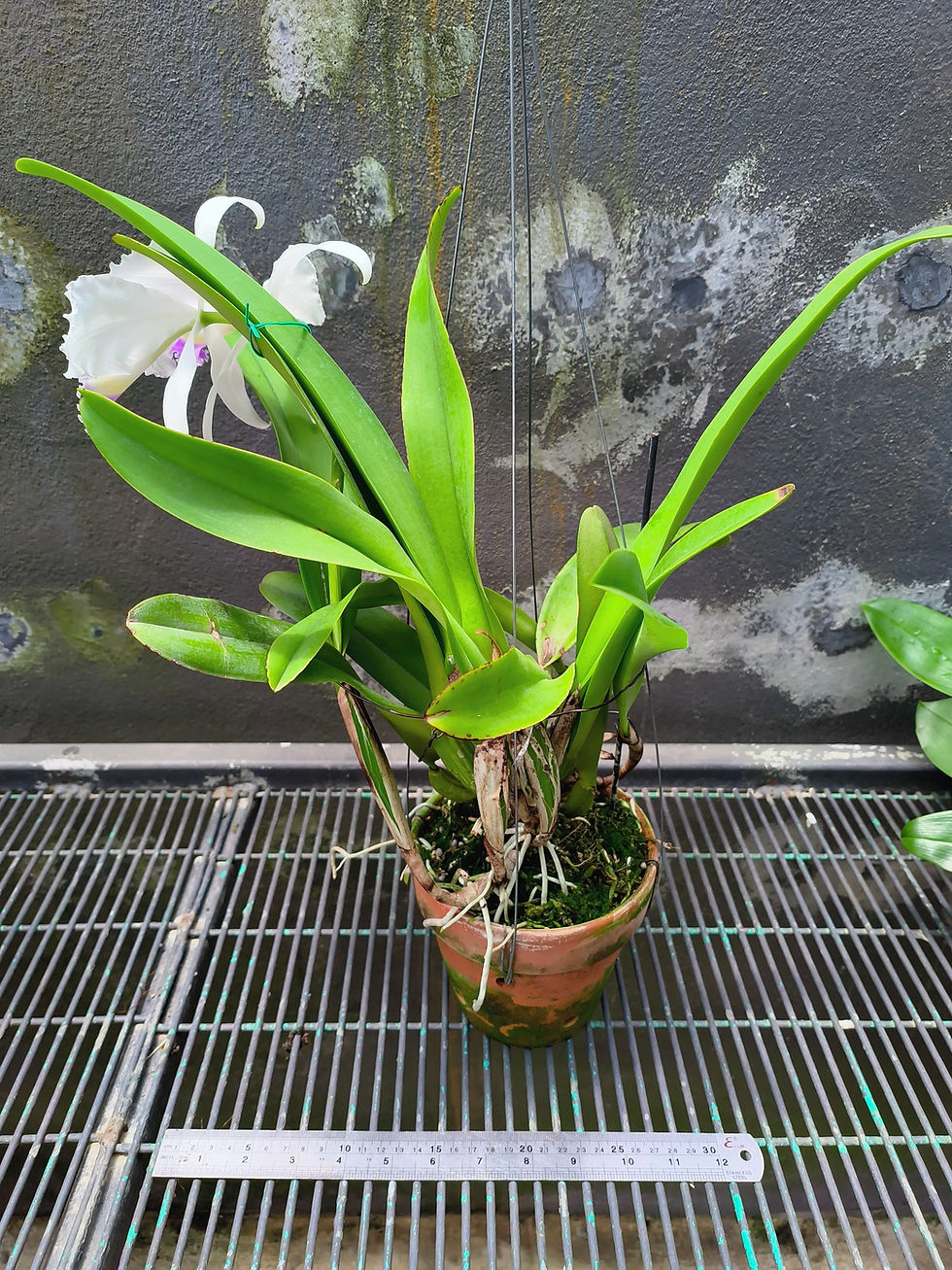 Thumbnail: Cattleya trianae coerulea 'black#1'