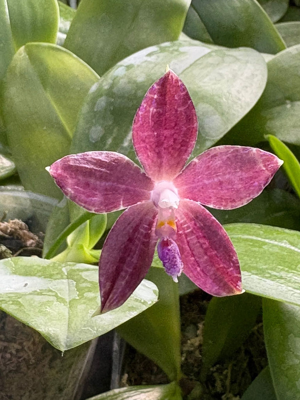 Thumbnail: Phalaenopsis Lucien Mugato x Mituo Zebra