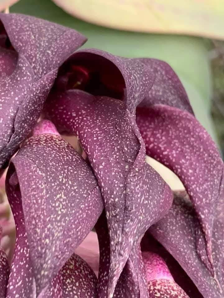 Thumbnail: Bulbophyllum fletcherianum 