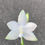 Thumbnail: Phalaenopsis lueddemanniana fma.alba ‘Max-Snow Lover’ X self 