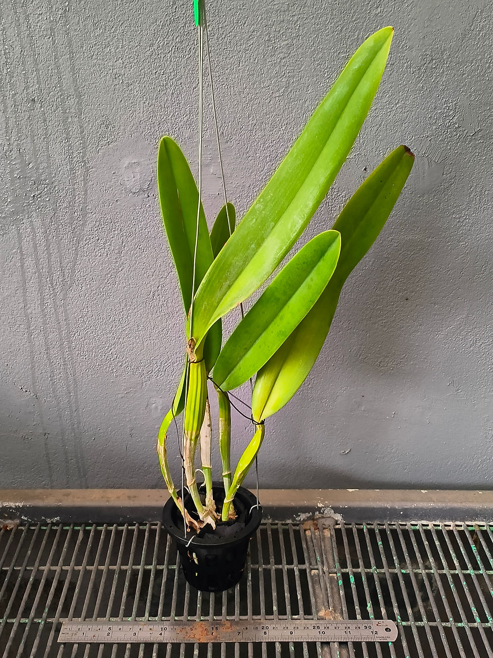 Thumbnail: Cattleya labiata semi-alba