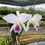 Thumbnail: Cattleya jenmanii var. coerulea