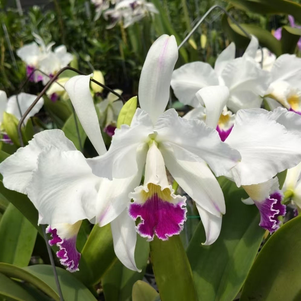 Cattleya warneri semi-alba flamea 'selected'