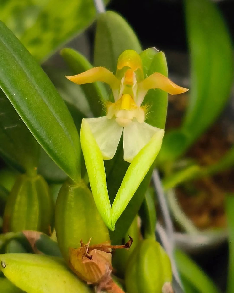 Thumbnail: Bulbophyllum lasiochilum semi-alba 