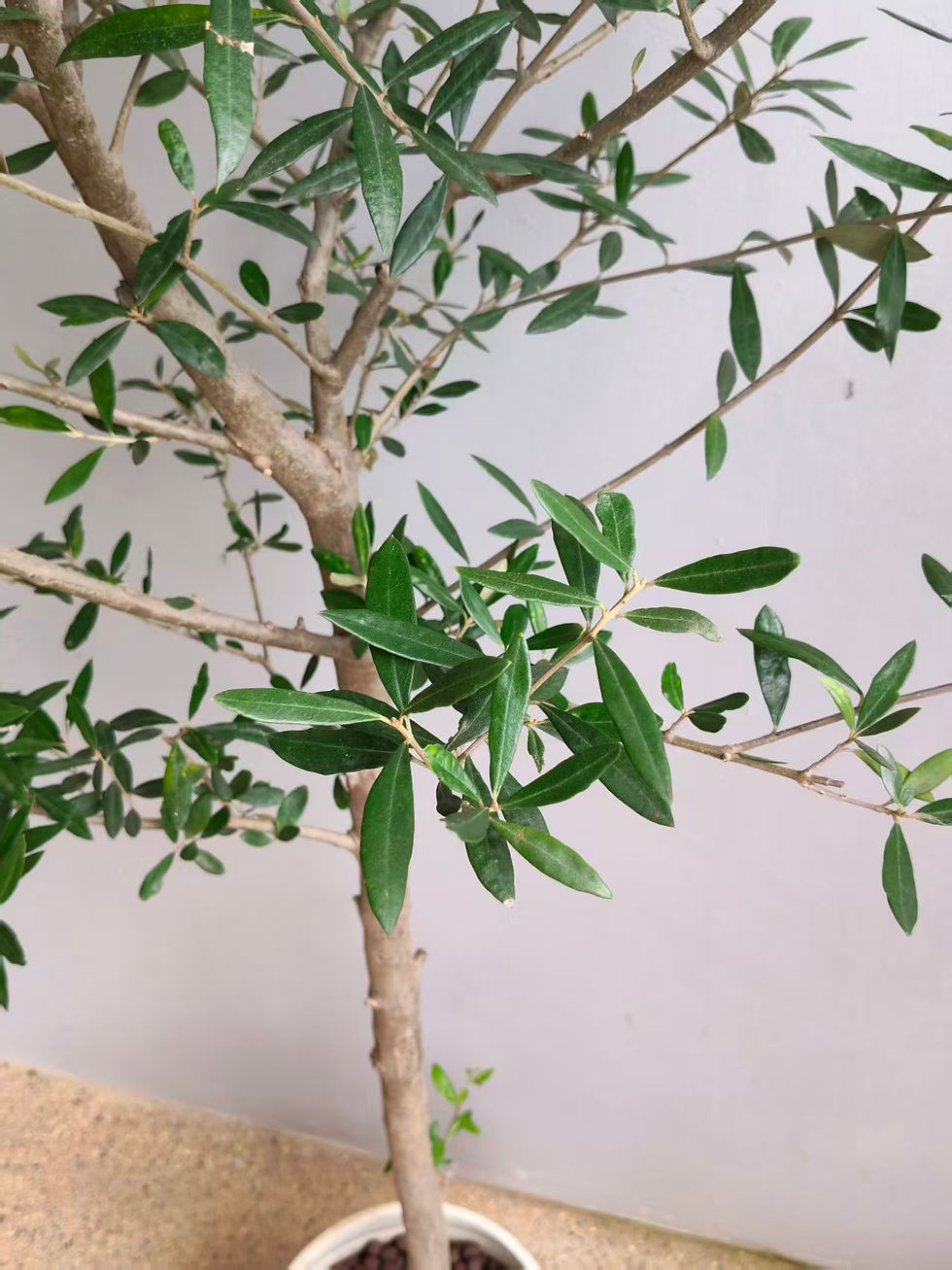 Thumbnail: Olive Tree (Olea europaea)