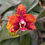 Thumbnail: Phalaenopsis Chienlung Black Parrot