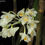 Thumbnail: Dendrobium pedicellatum