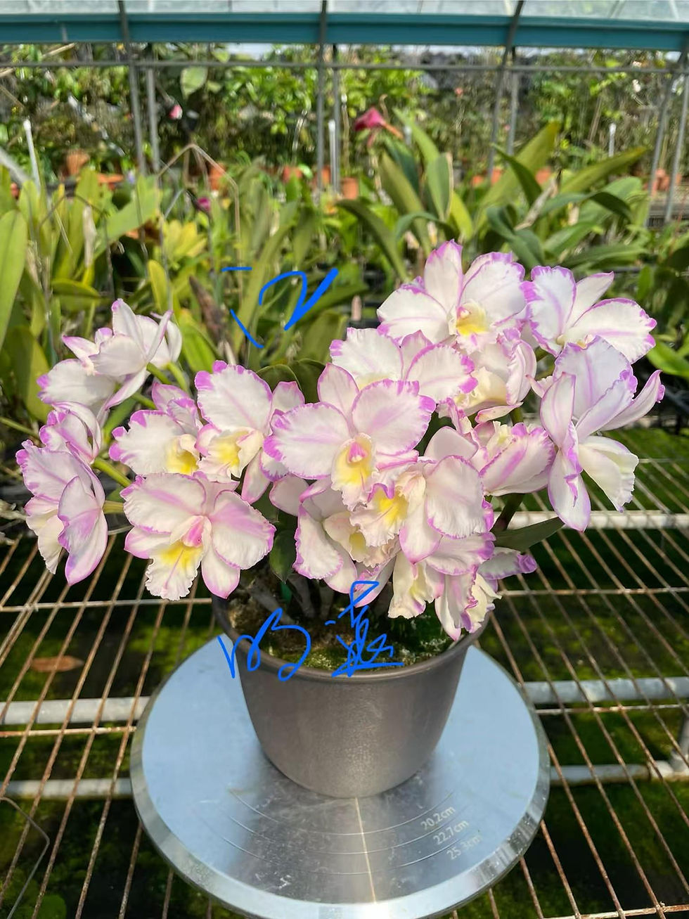 Thumbnail: Ctt. Doris and Byron 'Christmas Rose splash'