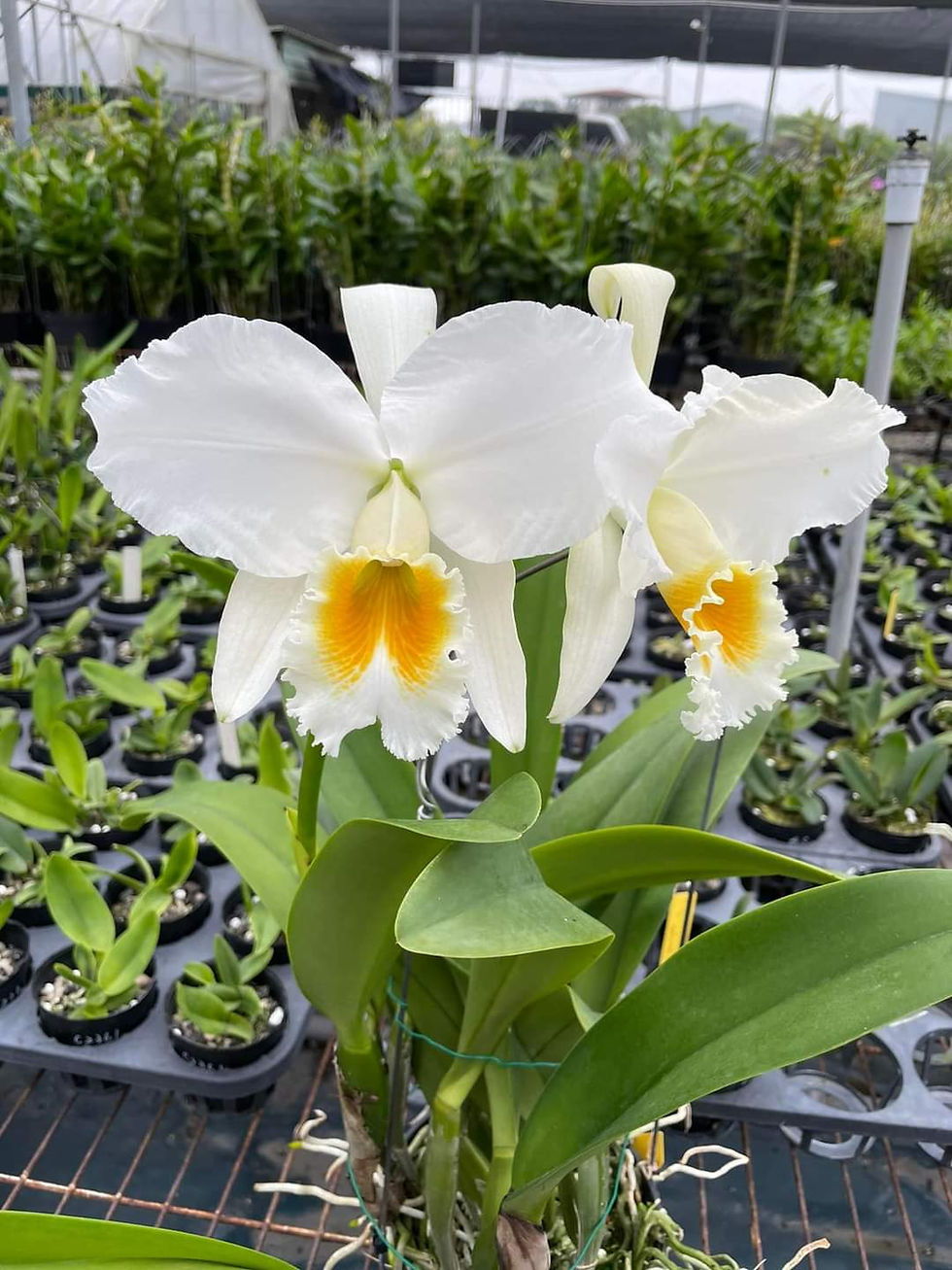 Thumbnail: Cattleya gaskelliana alba 'Elizabeth' (OG)