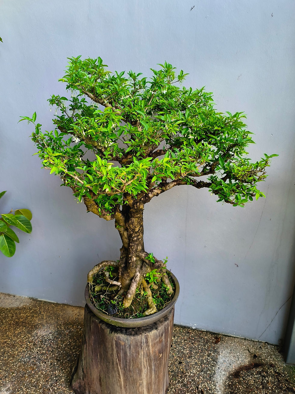 Thumbnail: Water Jasmine (水梅）bonsai