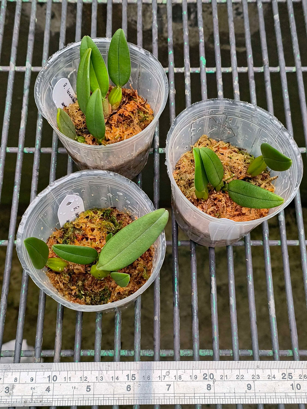 Thumbnail: Bulbophyllum lasiochilum semi-alba 