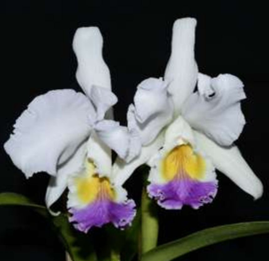 Thumbnail: Cattleya mendelii coerulea 'Labios Azules' x 'La Bonita'