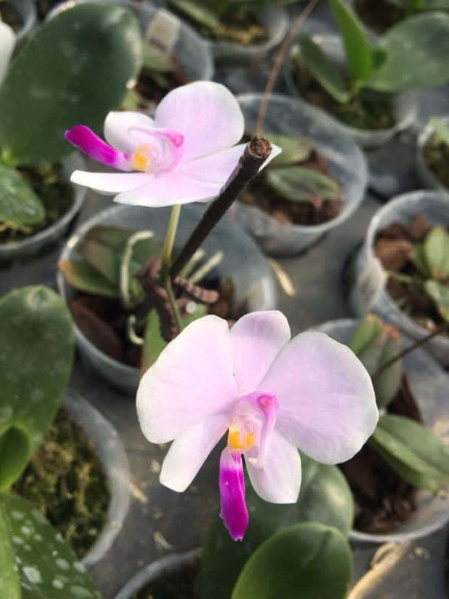 Thumbnail: Phalaenopsis lowii