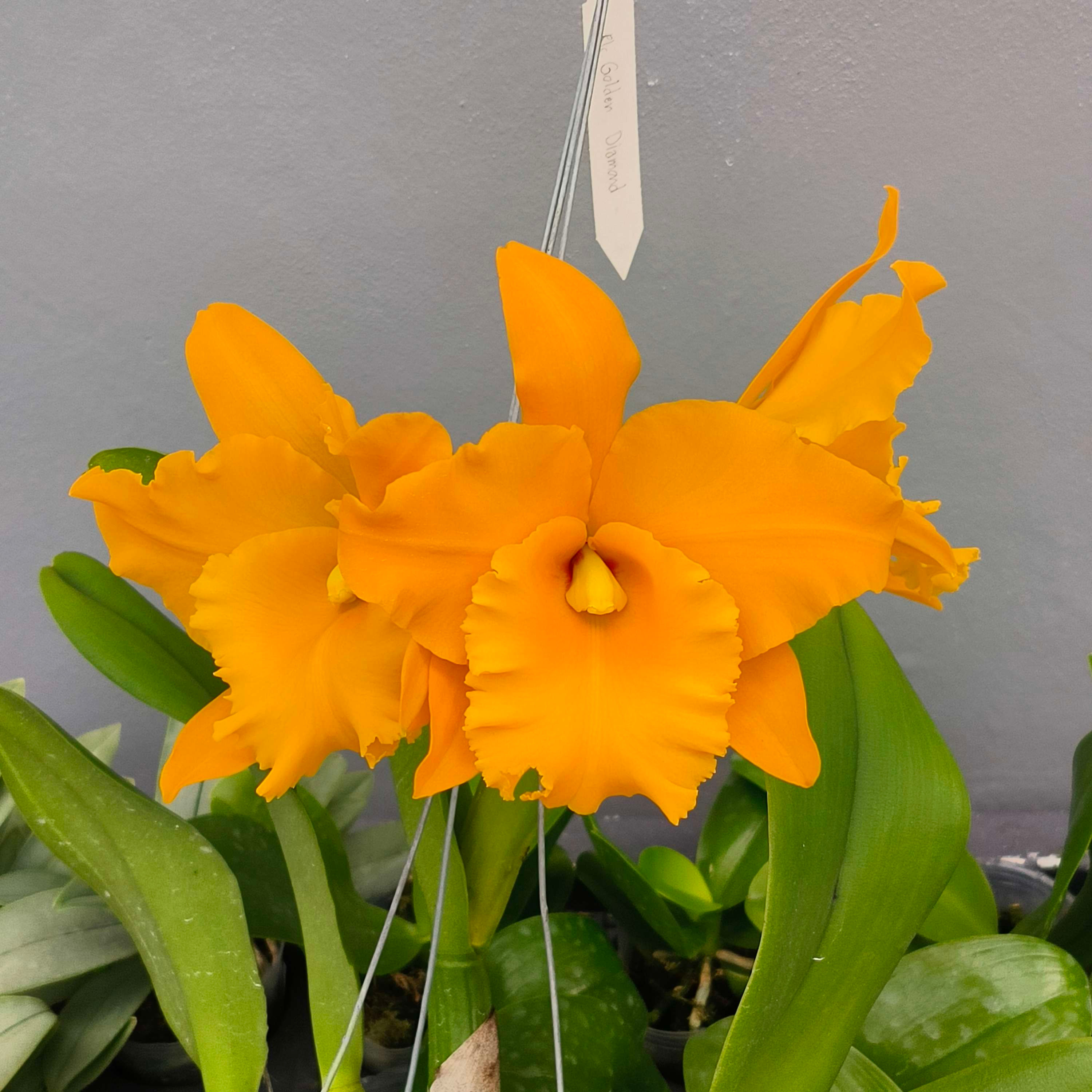 Rlc. Golden Diamond