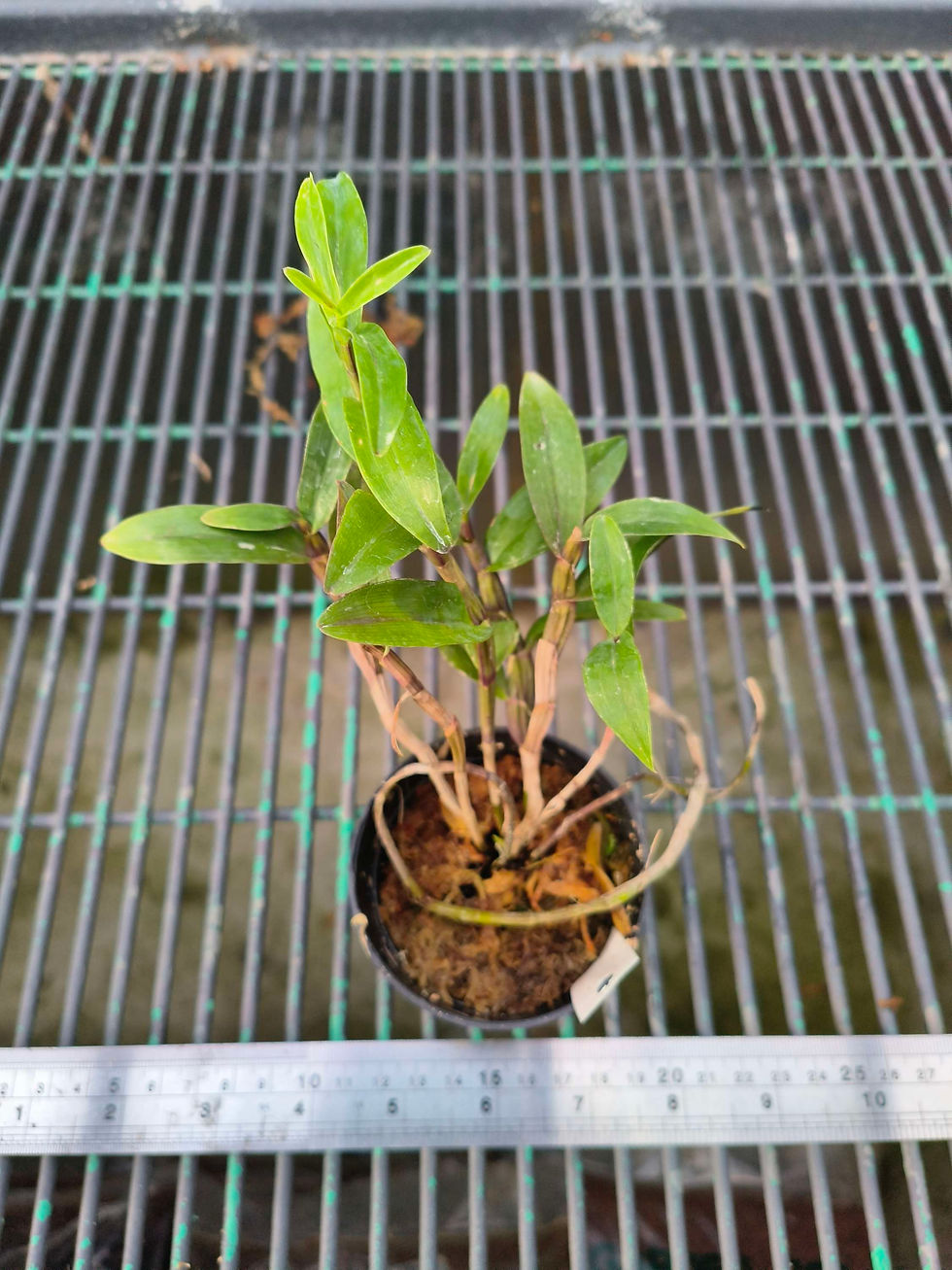 Thumbnail: Dendrobium pedicellatum